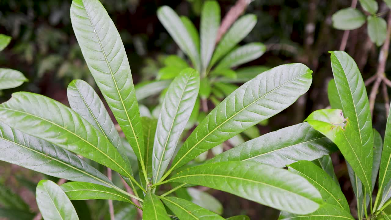 Close-up of vibrant green leaves in the Daintree Rainforest, showcasing natural beauty and lush vegetation in Port Douglas, Queensland