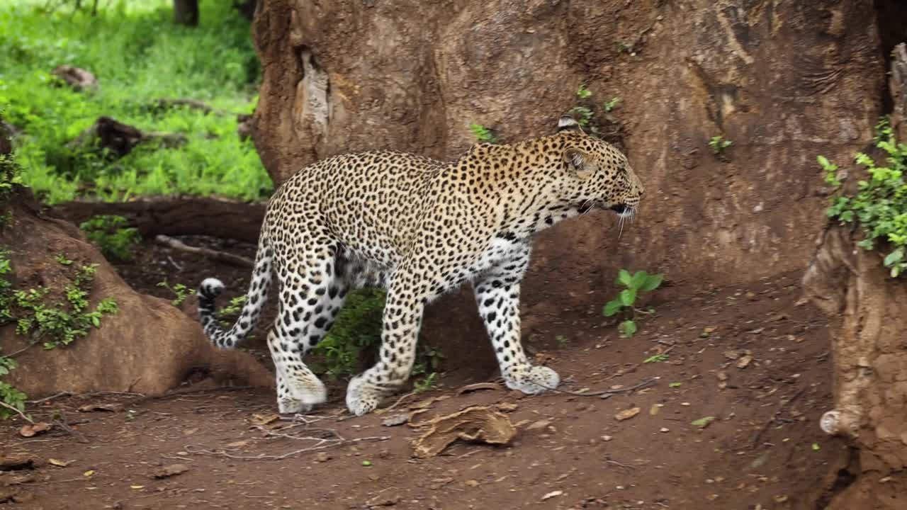 leopardo saltando a un árbol y sacando el cadáver de impala del agujero