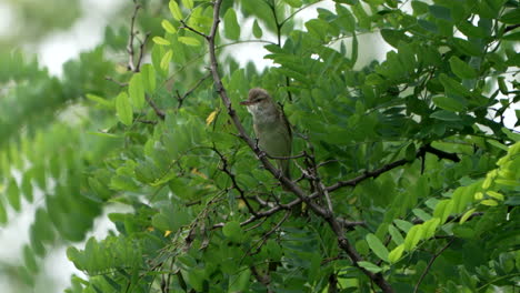 Gran-Curruca-De-Caña-Cantando-Sobre-Los-Frondosos-árboles-Y-Cazando-Insectos-En-Saitama,-Japón