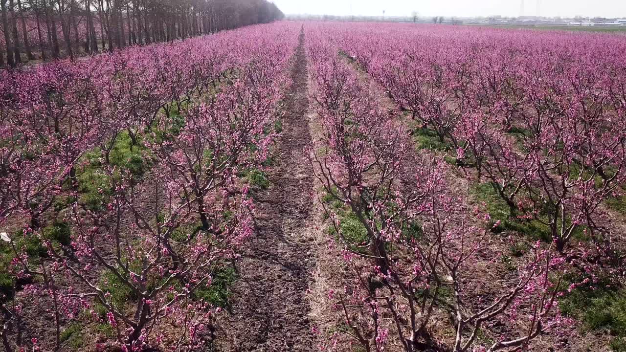 Hedgerow line of trees in a row border boundary of gardens forest peach orchard field green wild grass pink flower in a cloudy day middle east organic eco farm fresh fruit agriculture road perspective