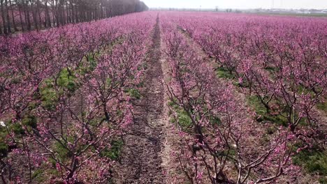 hedgerow line of trees in a row border boundary of gardens forest peach orchard field green wild grass pink flower in a cloudy day middle east organic eco farm fresh fruit agriculture road perspective