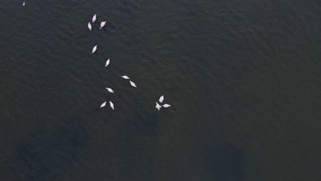 aerial top down shot showing group flamingos standing in flat water