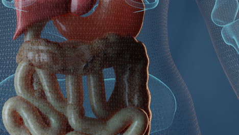 Large-intestine-and-digestive-system