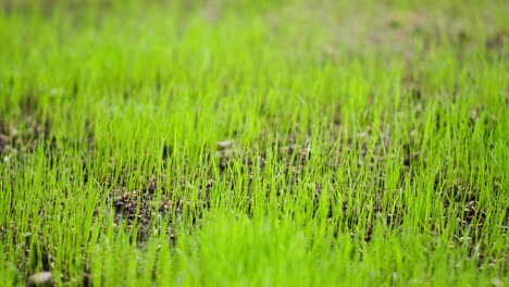 close up of bright green grass shoots