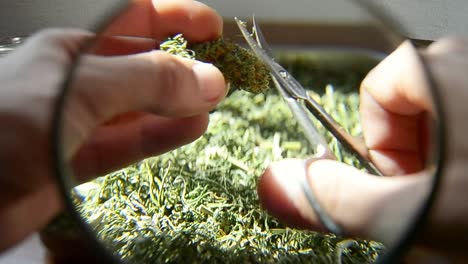 cerca de las manos recortando cannabis bajo una lupa