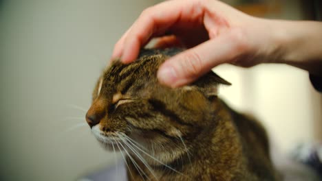 mano del dueño del gato si acaricia a su animal doméstico rayado