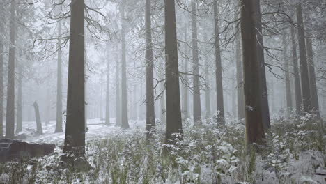 snow covered forest landscape under fog with tall trees on a winter day