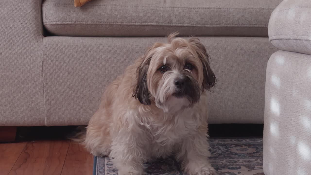 Un cagnolino si siede, abbaia e poi esce dall'inquadratura verso il divano al rallentatore