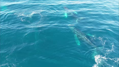 Playful-whales-come-out-to-breathe