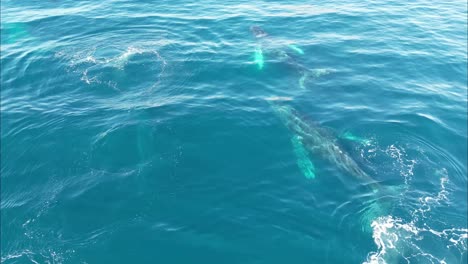 las ballenas juguetonas salen a respirar