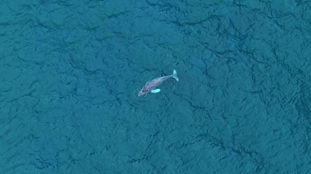 A gentle drone scene showing a baby whale chilling at the surface, floating softly in the calm water. Its slow, easy movements capture a peaceful moment of rest and innocence in the open ocean