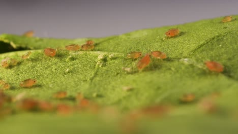 Leaf-infested-with-tiny-sap-sucking-insects