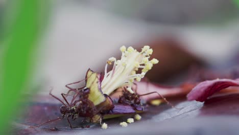 Zeitraffer-Von-Roten-Ameisen,-Die-Um-Einen-Abgefallenen-Hibiskusstempel-Herum-Nach-Nahrung-Suchen