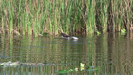 águila-Pescadora-Luchando-Por-Salir-Del-Agua-Con-Un-Pez-Capturado