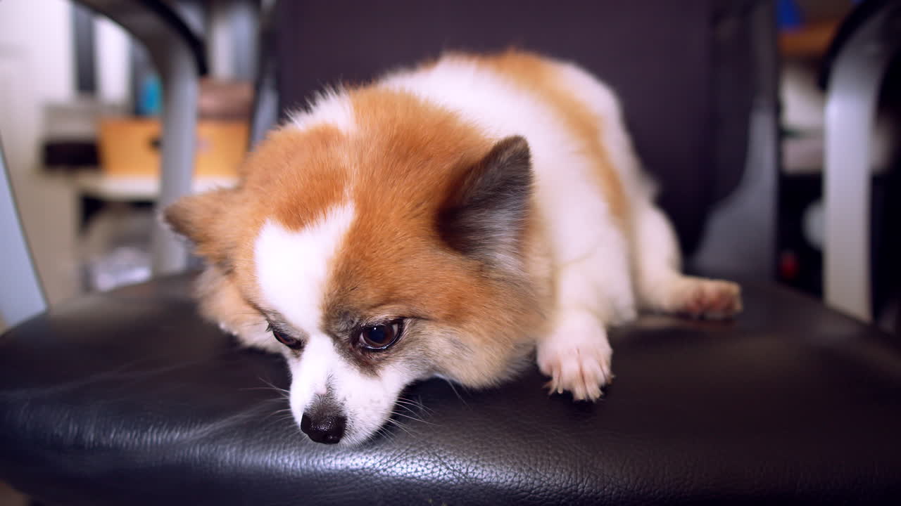 perro amigable sentado en una silla y mirando a la cámara