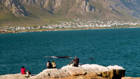 whales on display very close to tourists on coastal rocks - whale watching