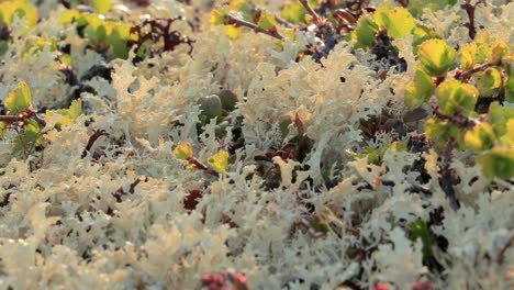 Flechtenmoos-Der-Arktischen-Tundra-Aus-Nächster-Nähe.-Es-Kommt-Hauptsächlich-In-Gebieten-Der-Arktischen-Tundra-Und-Der-Alpentundra-Vor-Und-Ist-äußerst-Kälteresistent.-Cladonia-Rangiferina,-Auch-Als-Rentierbecherflechte-Bekannt.