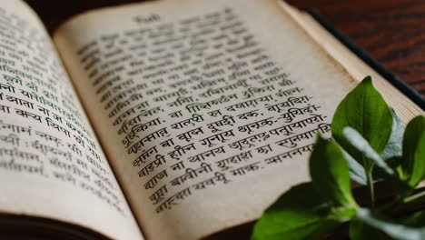 open ancient book with green leaves