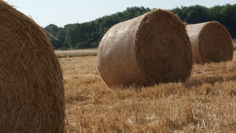 round hay bails in a field in england