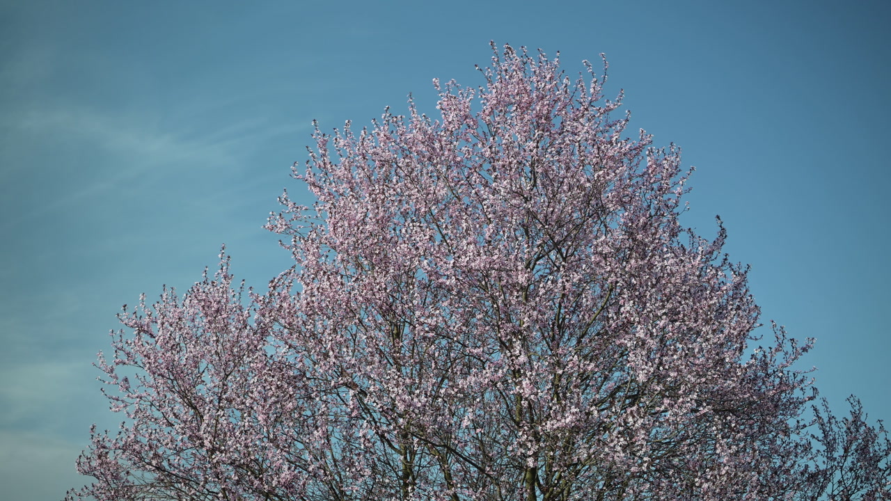 Large blooming cherry tree under clear blue spring sky