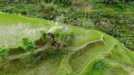 small wooden house on top of paddy terrace in bali, aerial orbit view