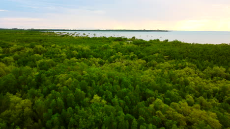 aerial drone shot flying over mangroves to reveal sun setting or sunrise over the ocean