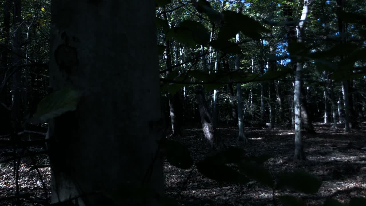 Very moody scene in the woods for any kind of creepy or crazy thoughts type of cinematography