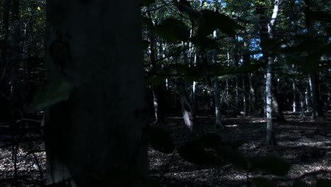 Very-moody-scene-in-the-woods-for-any-kind-of-creepy-or-crazy-thoughts-type-of-cinematography