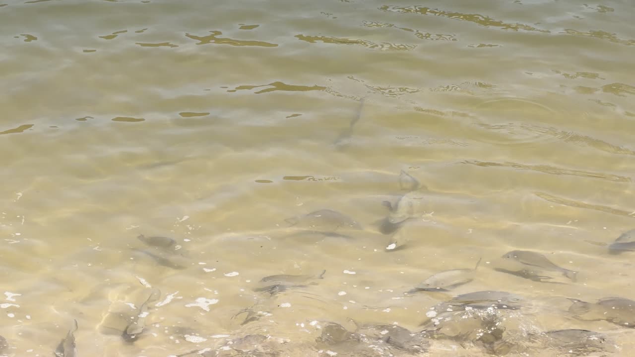 Wild sea bream move in clear, sunlit estuary shallows, viewed from above with gentle ripples