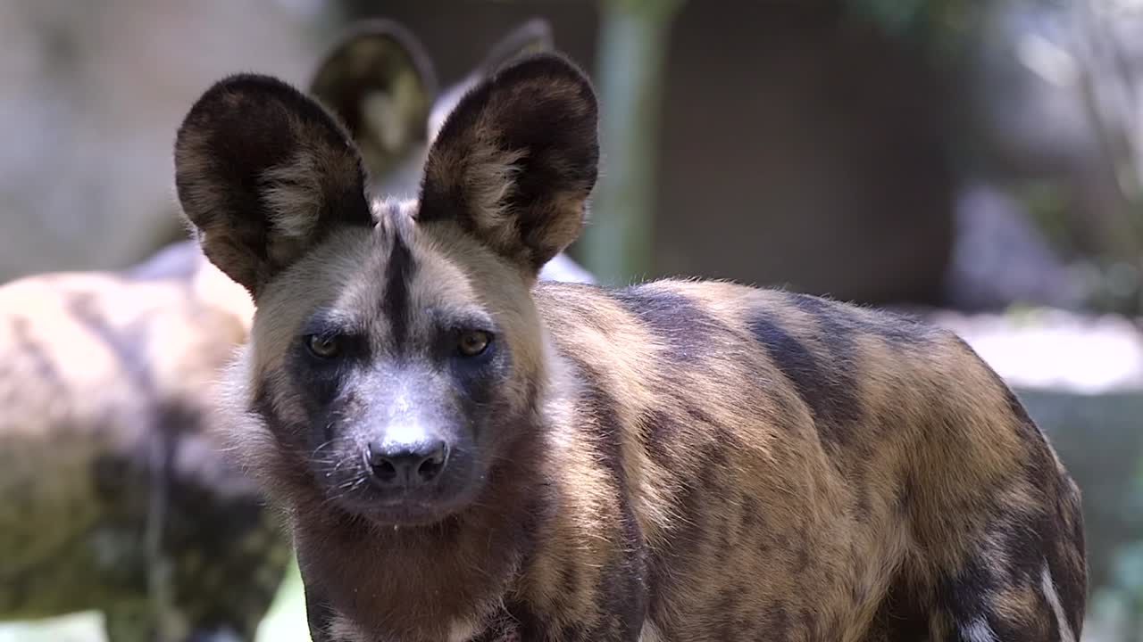 un hermoso y feroz perro africano pintado mirando directamente a la cámara, curioso - de cerca