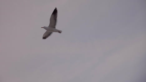 gaviota volando antes del atardecer en la playa de santa mónica, la, ca