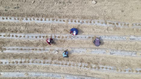 workers working in farming