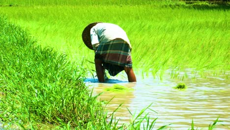 a traditional farmer is planting seeds in the bangladeshi farmlands