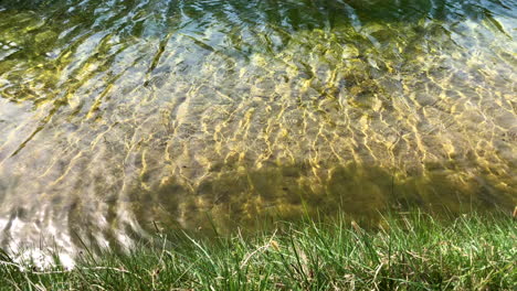 Clear-and-peaceful-water-stream-flowing-near-grass