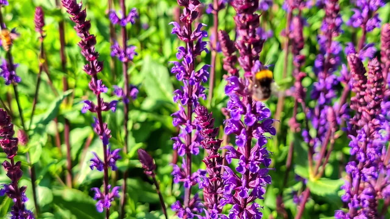 Bee hovering over blooming purple wildflowers (Salvia nemorosa) in bright summer sunshine