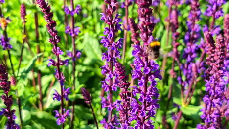 bee hovering over blooming purple wildflowers (salvia nemorosa) in bright summer sunshine