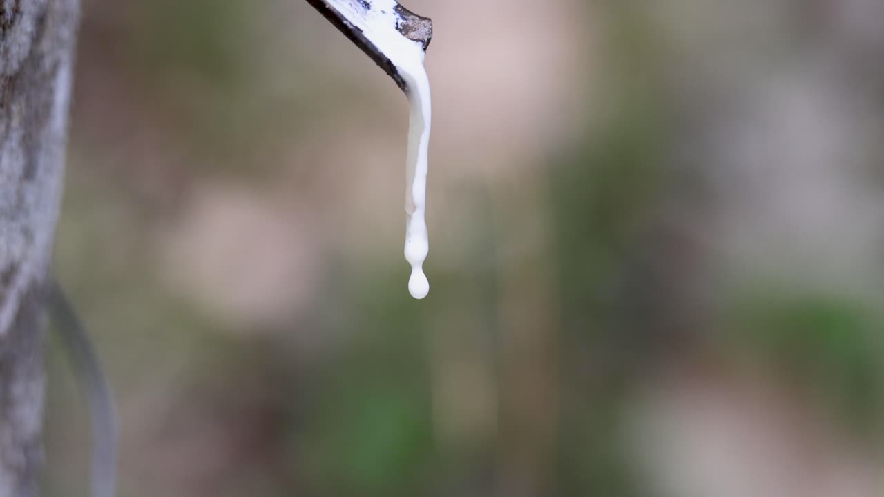 Rubber Tree Sap Dripping