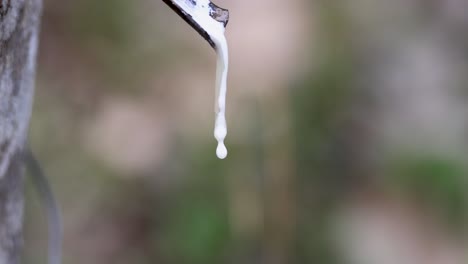 rubber tree sap dripping