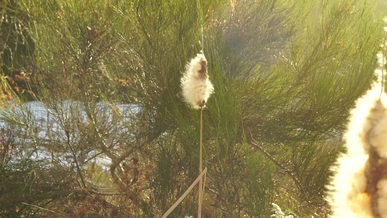 플러프 목화 리  (typha latifolia)