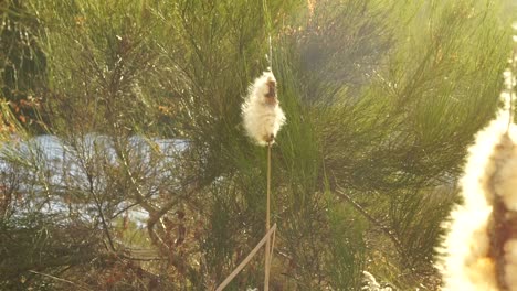 fluff cotton cattail reed (typha latifolia)