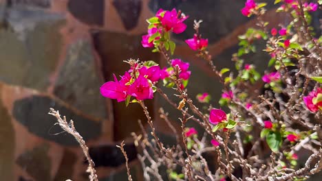 flores de bougainvillea cor-de-rosa