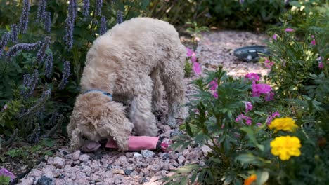 lindo perro muerde su juguete para masticar en un camino de jardín de flores, aspecto de película de enfoque suave fijo