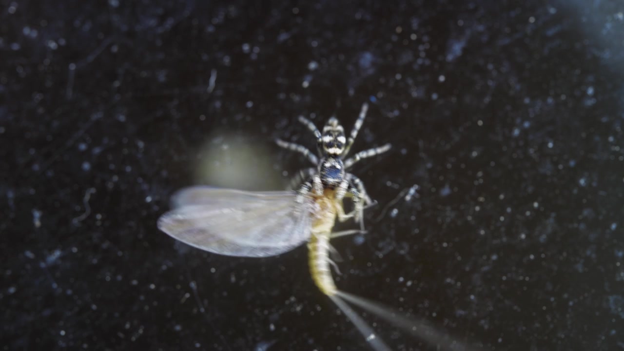 Tiny Spider Captures and Feasts on a Bug: Macro Lens Perspective