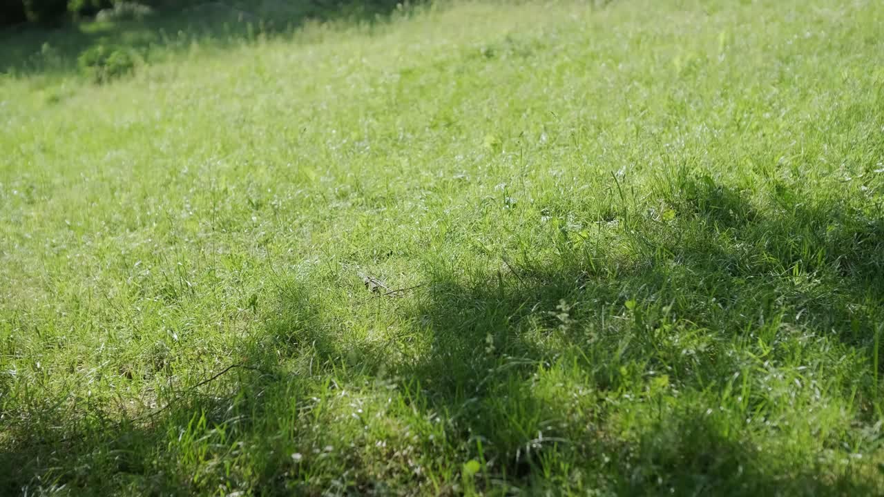 노란색 드레스를 입은 여자가 여름 공원에서 우아하게 춤을 춘다