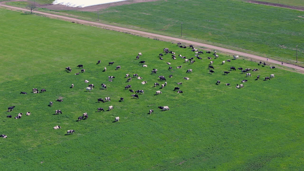 Aerial view of a herd of cattle on a dairy farm. Climate change. Greenhouse gases. Argentina. 4k.