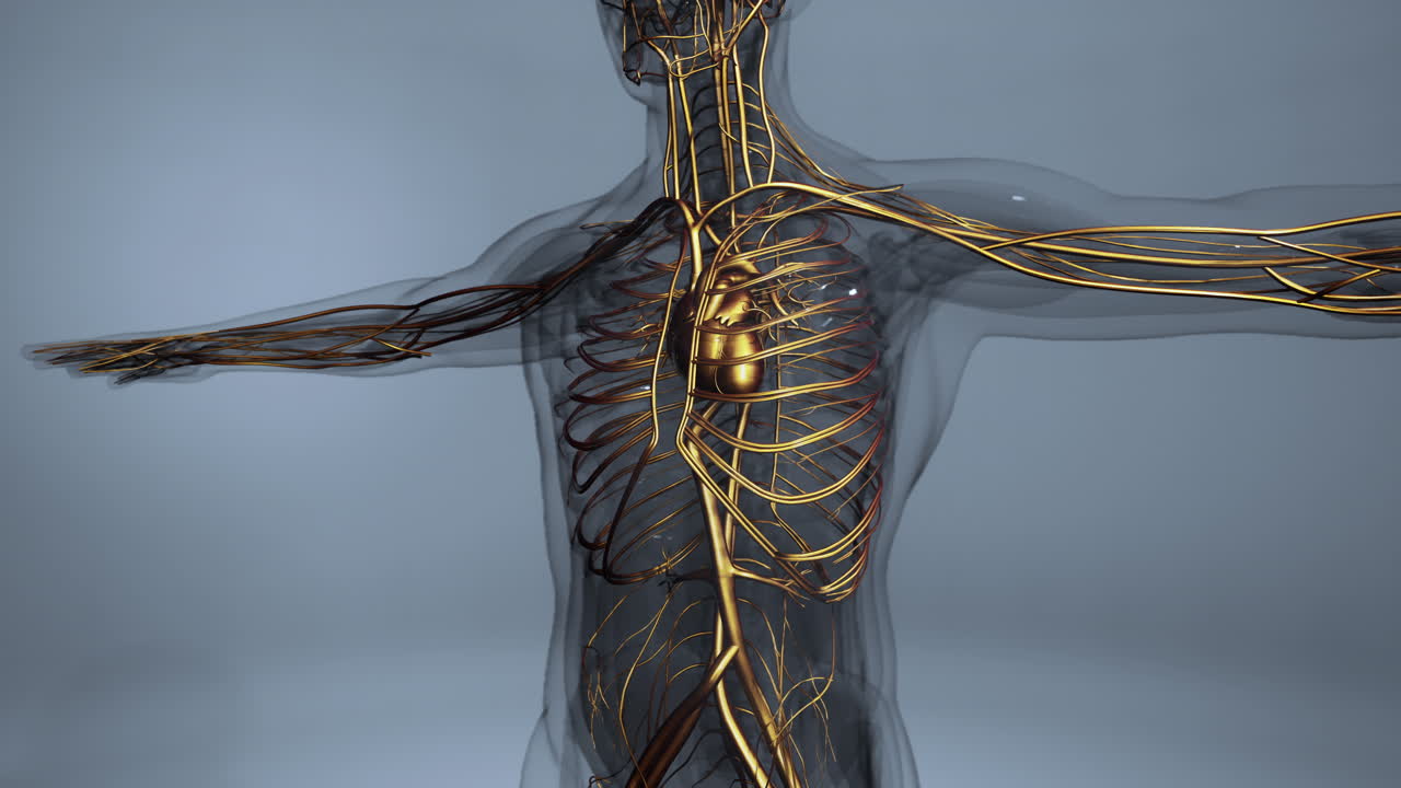 Medically accurate animation of Heart with Vains and arteries