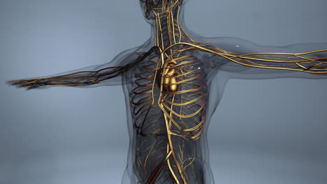 animación médicamente precisa del corazón con venas y arterias