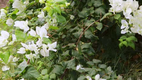 white bougainvillea spectabilis flowers at tree from different angle