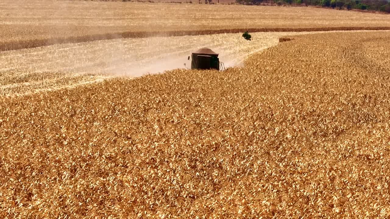 ブラジルの畑でソルガムを刈り取る収穫機、円形アングル