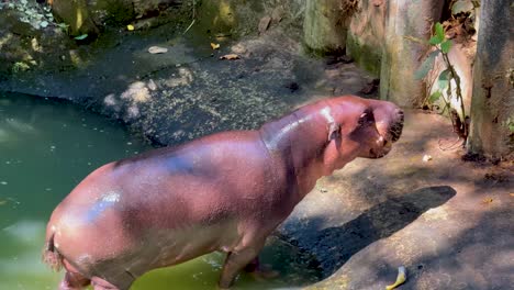 hipopótamo explorando cerca del agua en el recinto del zoológico